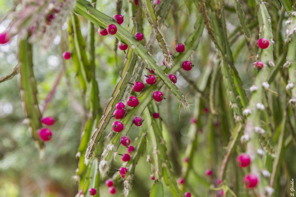 (noch) unberührte Natur genießen: Esteros del Iberá