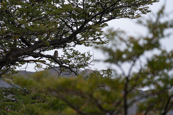 Der Tucúquere Uhu beobachtet uns aus sicherer Entfernung