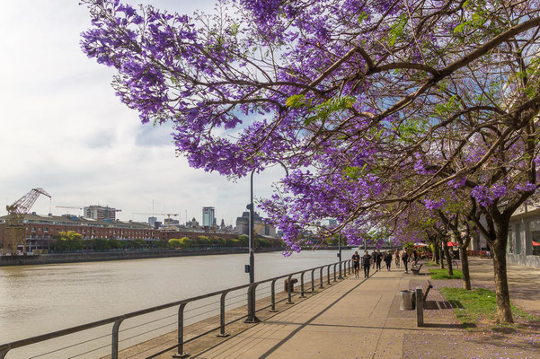 Jacarandablüte im November in Buenos Aires