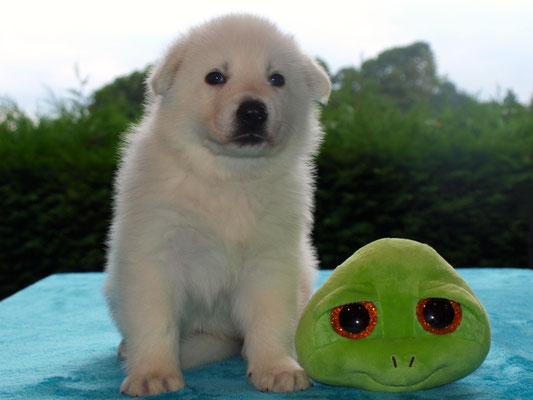 Zippy