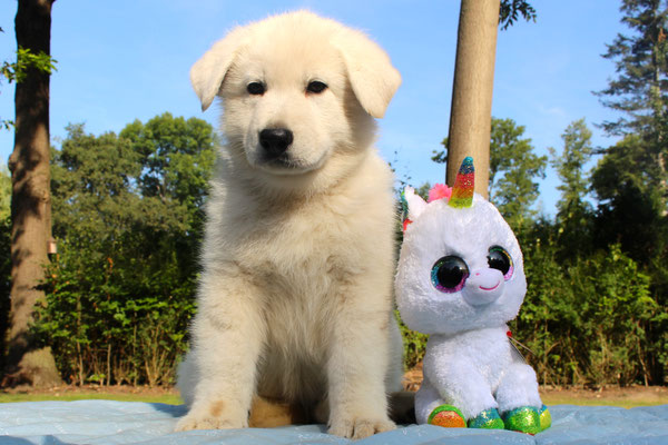 Pixy