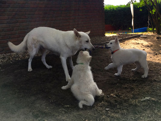 Milka spielt mit Buck und Leona