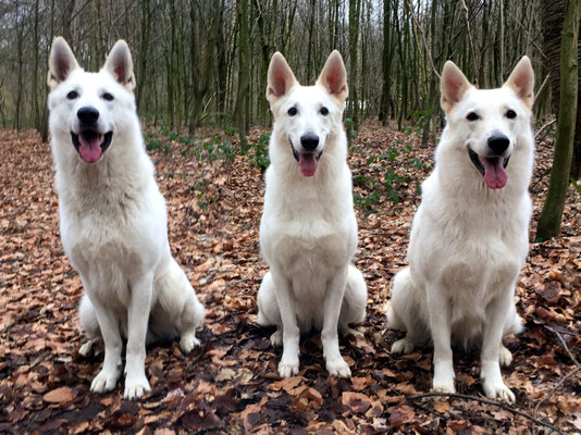 Dexter - Arjuna - Milka