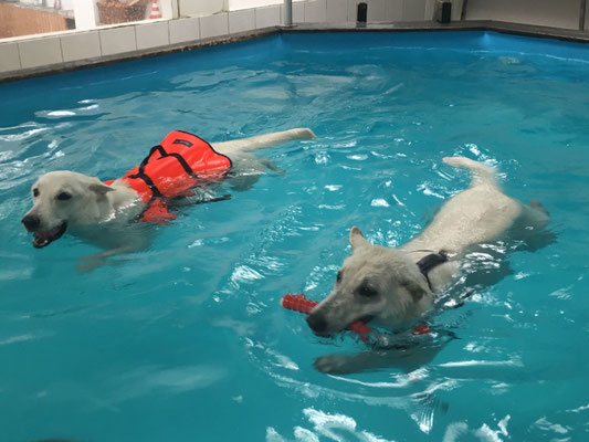 Milka schwimmt mit Weste