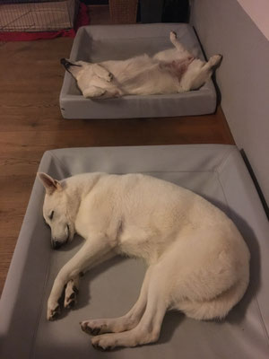 Zusammen abhängen, Arjuna vorne und Milka hinten total relaxt