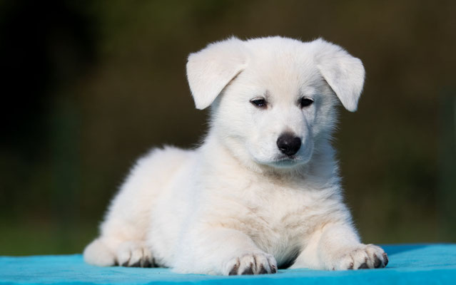 Sam