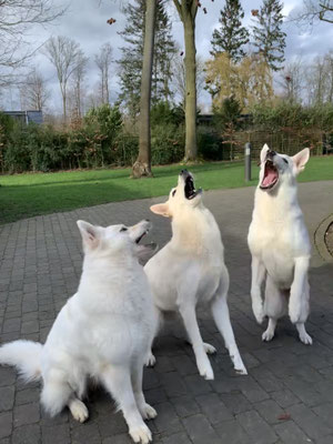 Milka und Arjuna sind schneller als Nayeli