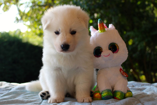 Pixy