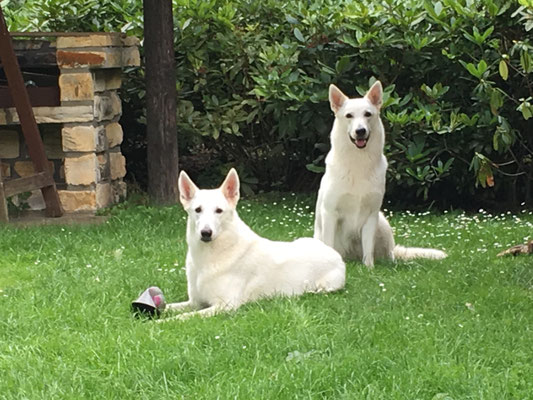 Milka (sitzt) und ihr Bodyguard Mama Arjuna ;-)