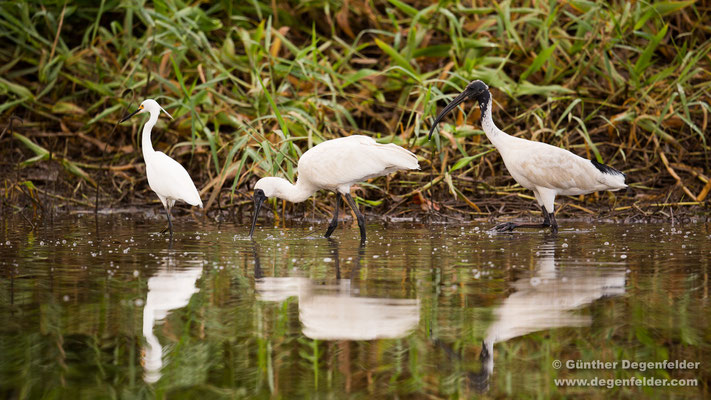 Little egret, Royal spoonbill, Australian white ibis