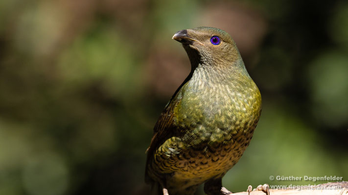 Seidenlaubenvogel