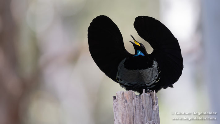 Victoria's riflebird