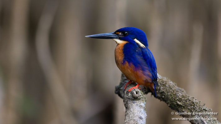 Azure kingfisher