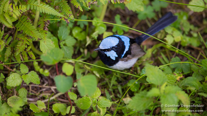 Superb fairywren