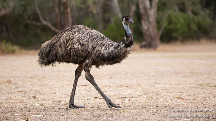 Großer Emu