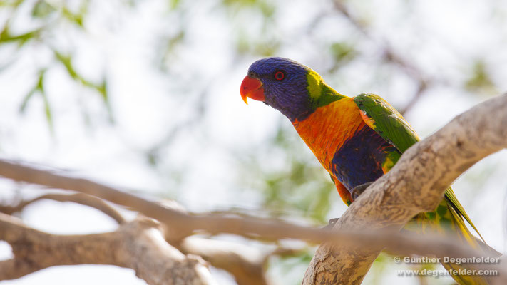 Rainbow lorikeet