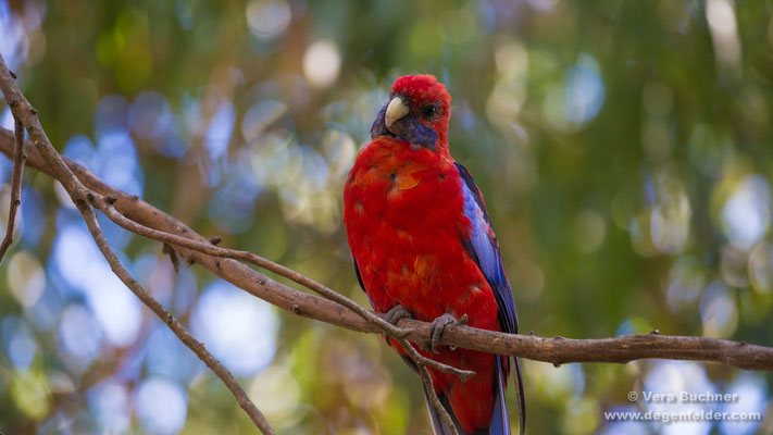 Crimson rosella