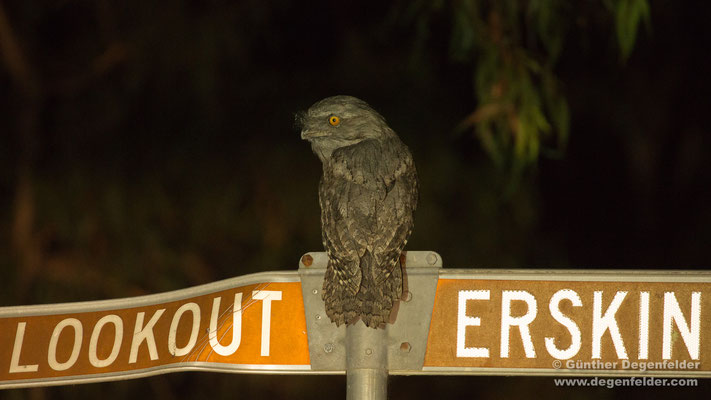 Owlet-nightjar