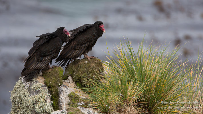 Turkey Vulture