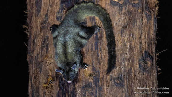 Yellow-bellied glider