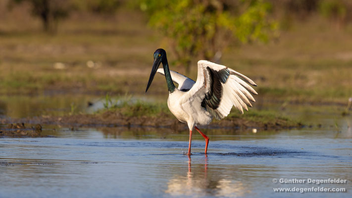 Black-necked stork