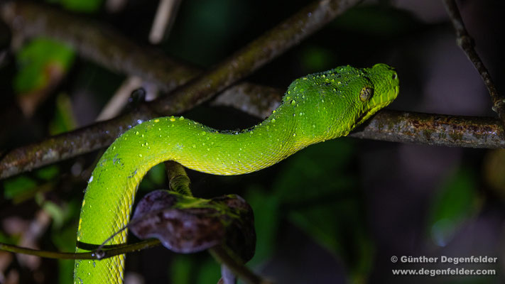 Green tree python
