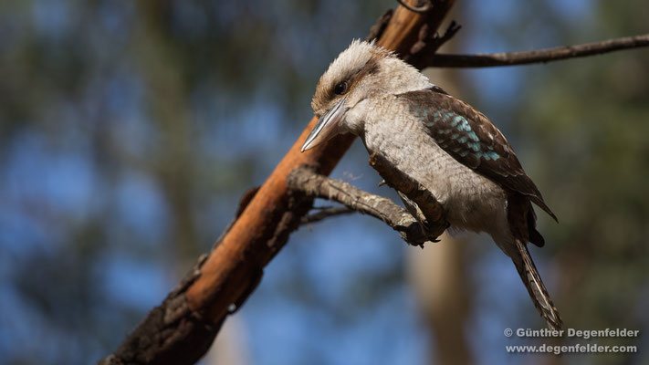Laughing kookaburra