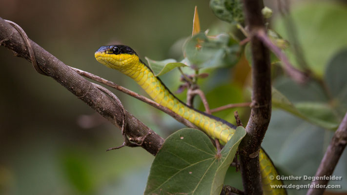 Common tree snake