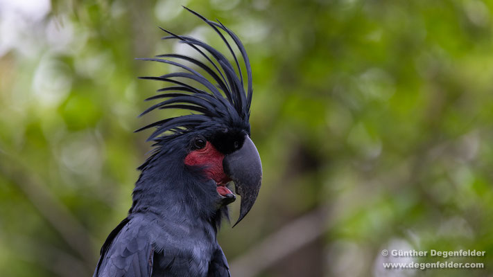 Palm cockatoo