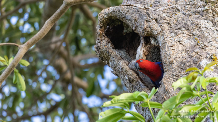 Eclectus parrot ♀︎