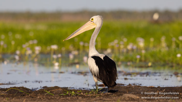 Australian pelican