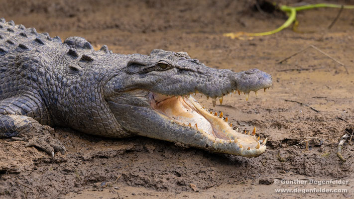 Leistenkrokodil