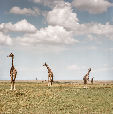 Masai Mara