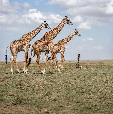 Masai giraffes at Masai Mara