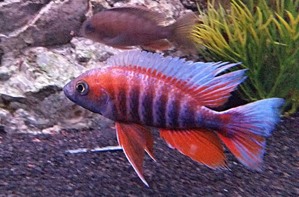 Aulonocara Jacobfreibergi Eureka