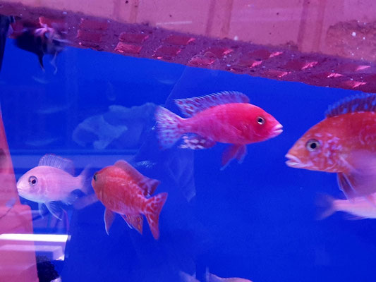 Aulonocara Red Mammon