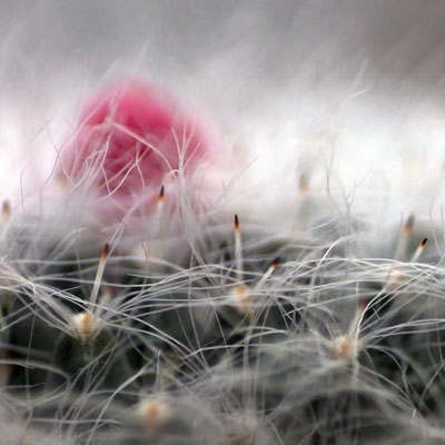 Kaktusblüte - verkauft