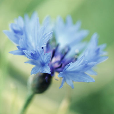 Kornblume