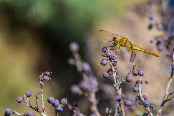 Dragonfly landing