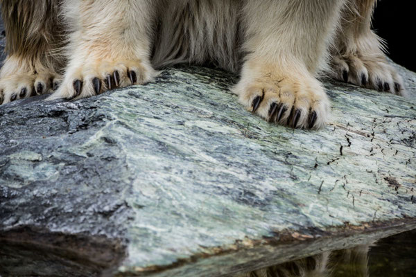 powerful paw's