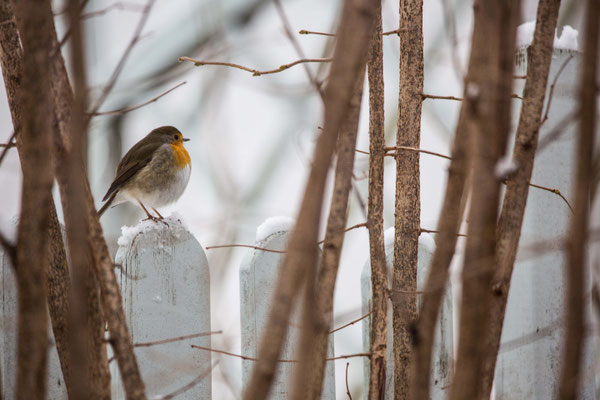 winter friend