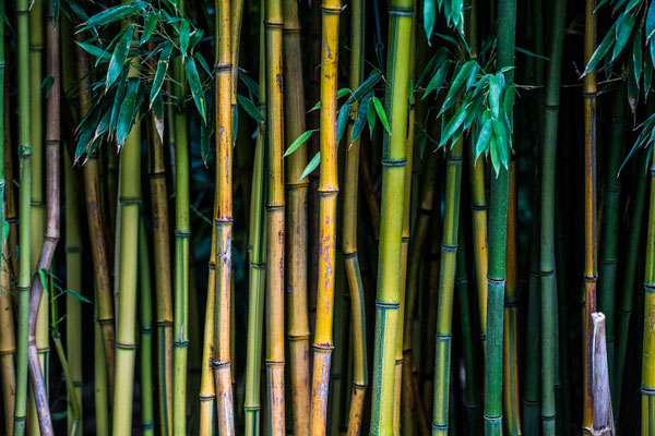 just bamboo cane