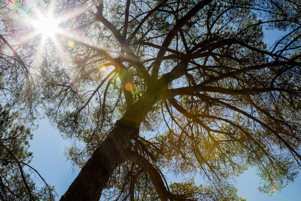 branch rhapsody