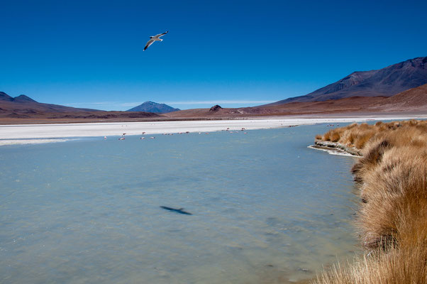 Laguna Hedionda