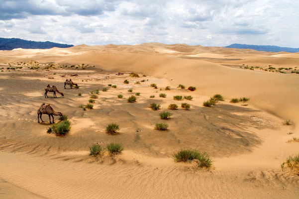 Dunes de Konghor (Désert de Gobi)