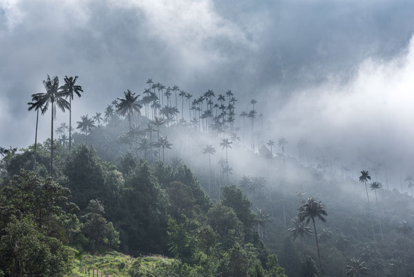 Vallée de Cocora