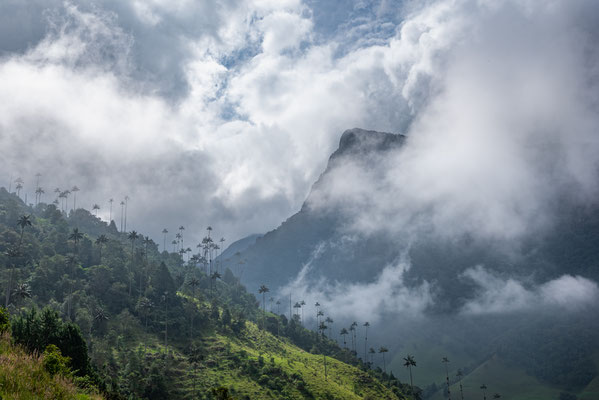 Vallée de Cocora