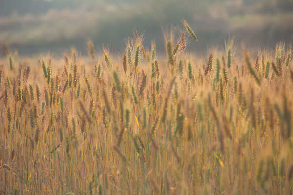 Champ de blé