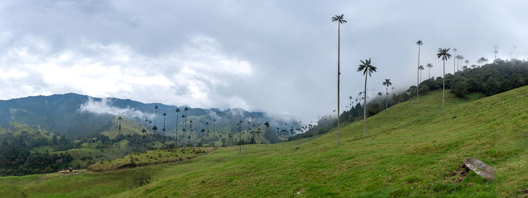 Vallée de Cocora