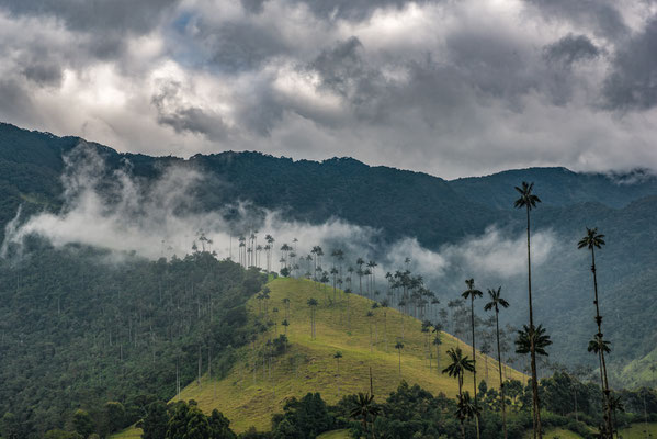 Vallée de Cocora